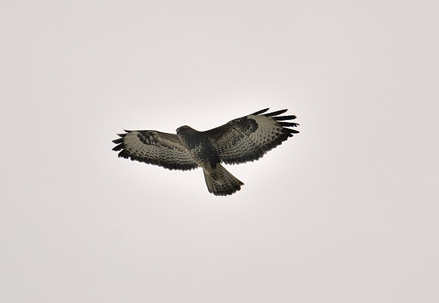 Mäusebussard &copy; Friedrich Renner