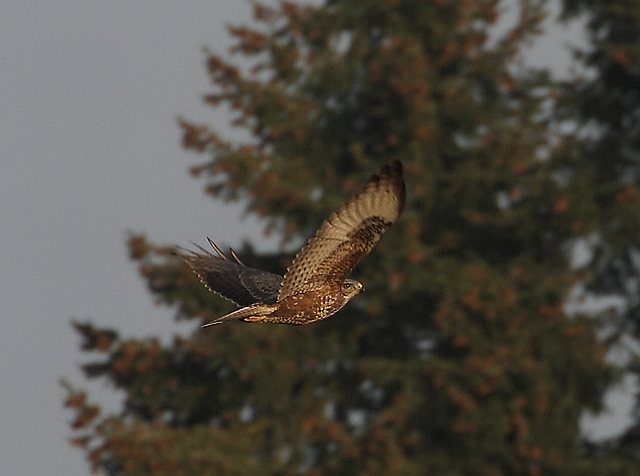 Mäusebussard &copy; Carl-Peter Herbolzheimer