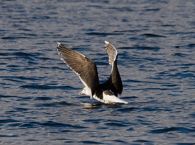 Mantelmöwe &copy; Jörg Langenberg