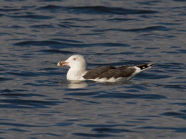 Mantelmöwe &copy; Jörg Langenberg