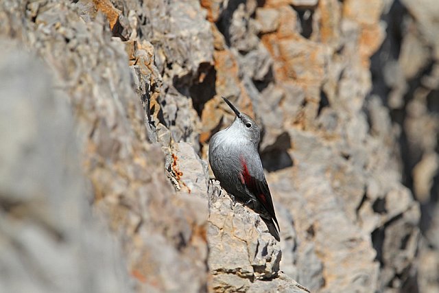 Mauerläufer &copy; Christoph Moning