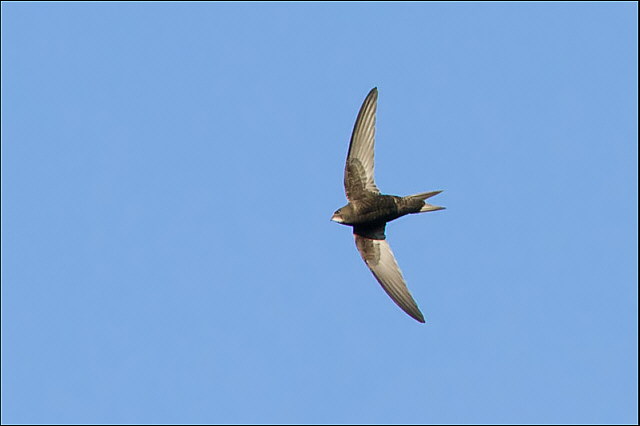 Mauersegler &copy; Mark Kumke