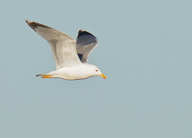 Mittelmeermöwe &copy; Johannes Sänze