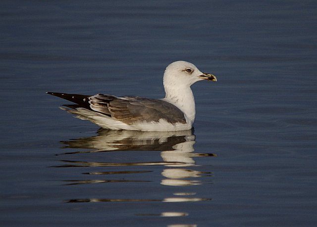 Mittelmeermöwe &copy; Johann Zimmermann