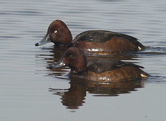 Moorente &copy; Johann Zimmermann