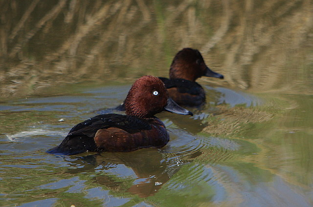 Moorente &copy; Johann Zimmermann