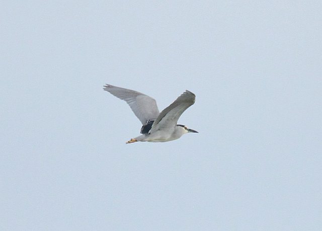 Nachtreiher &copy; Christian Haass