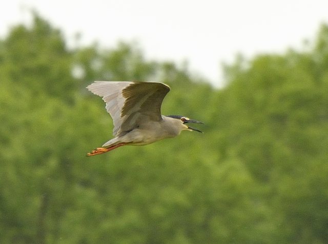 Nachtreiher &copy; Friedrich Renner