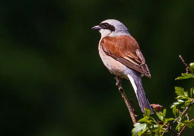 Neuntöter &copy; Carl-Peter Herbolzheimer