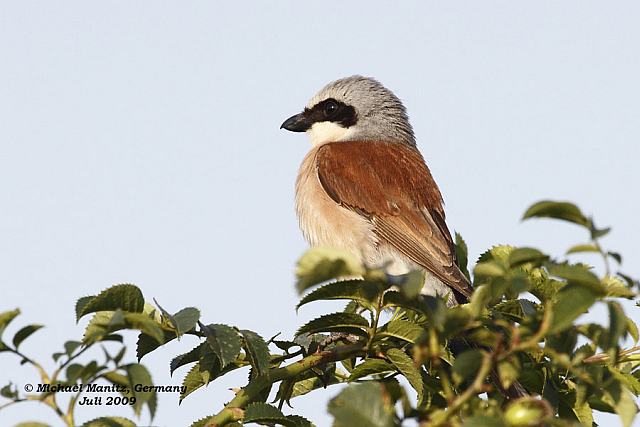 Neuntöter &copy; Michael Manitz