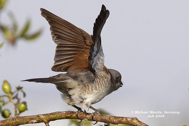 Neuntöter &copy; Michael Manitz