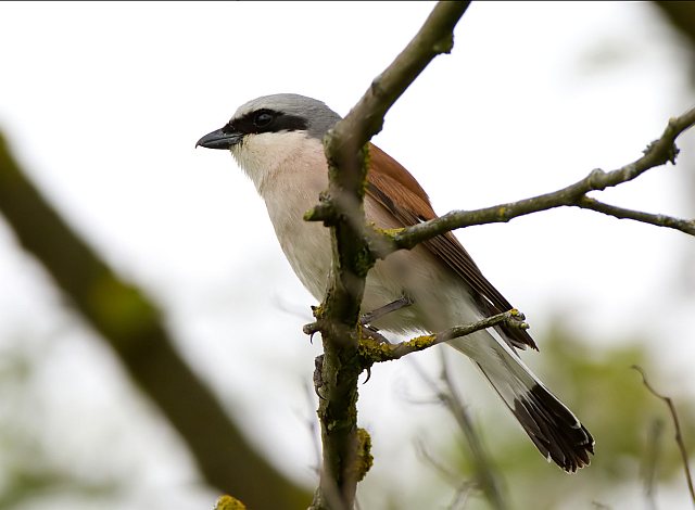 Neuntöter &copy; Mark Kumke