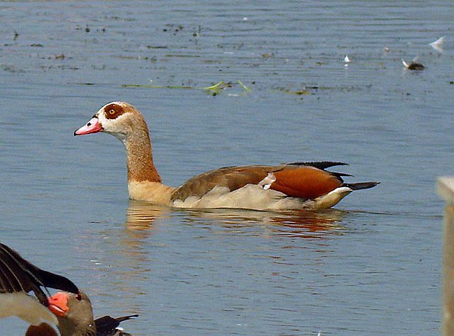 Nilgans &copy; Jörg Möller