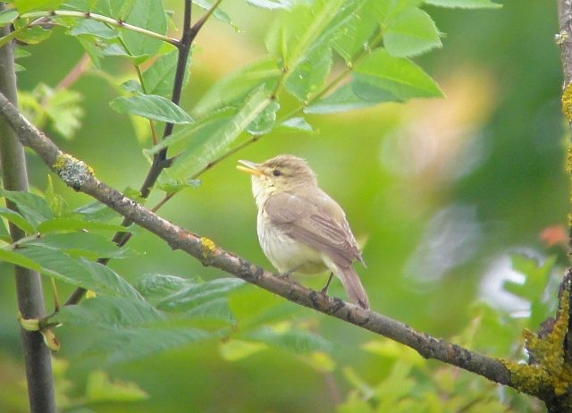 Orpheusspötter &copy; Klian Weixler