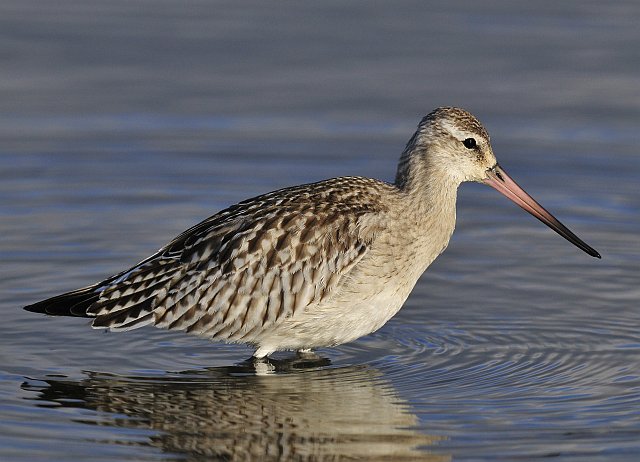 Pfuhlschnepfe &copy; Markus Römhild