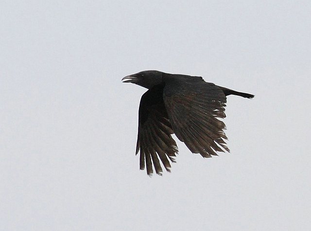 Rabenkrähe &copy; Carl-Peter Herbolzheimer