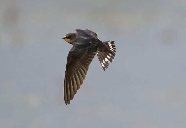 Rauchschwalbe &copy; Markus Römhild