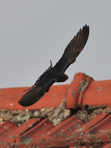 Rauchschwalbe &copy; Norbert Estner