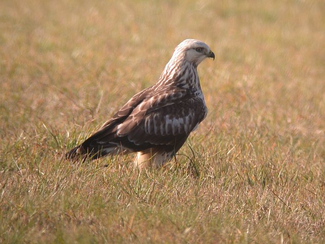 Raufußbussard &copy; Norbert Estner