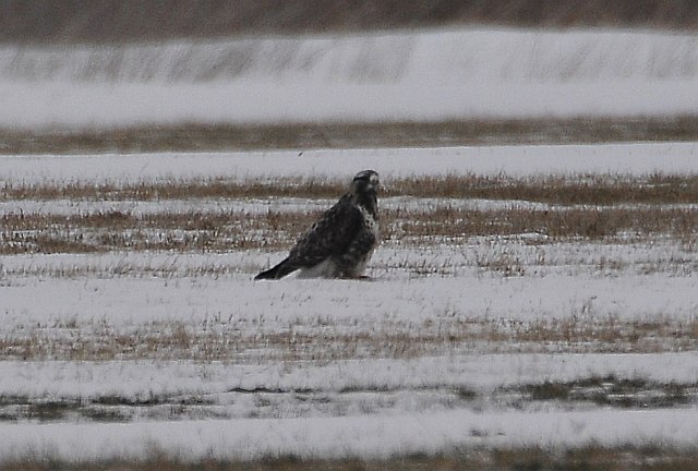 Raufußbussard &copy; Markus Römhild