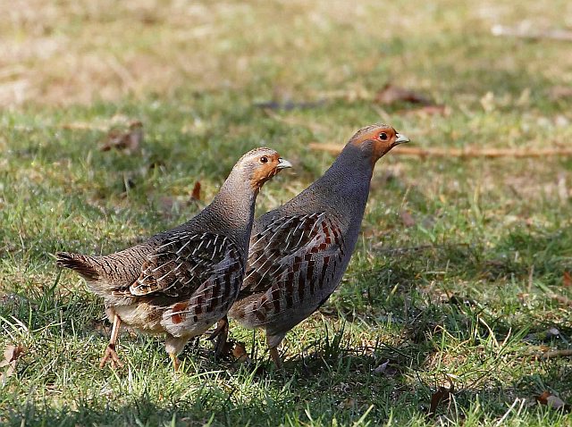 Rebhuhn &copy; Carl-Peter Herbolzheimer