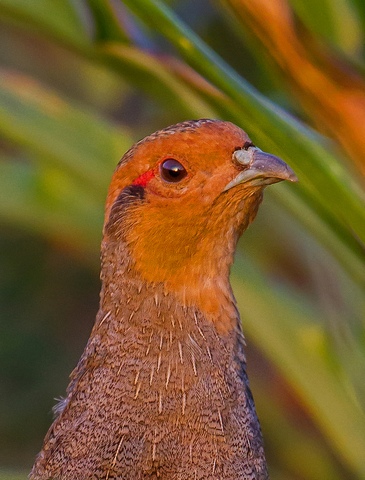 Rebhuhn &copy; Carl-Peter Herbolzheimer