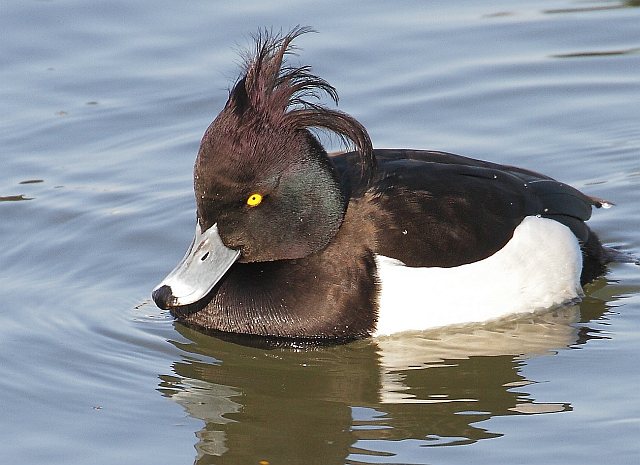 Reiherente &copy; Carl-Peter Herbolzheimer