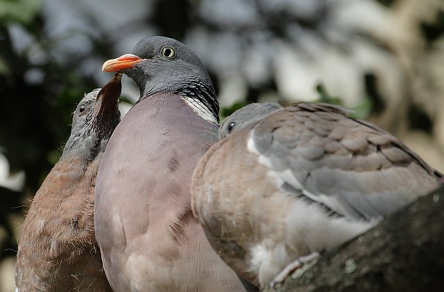 Ringeltaube &copy; Carl-Peter Herbolzheimer
