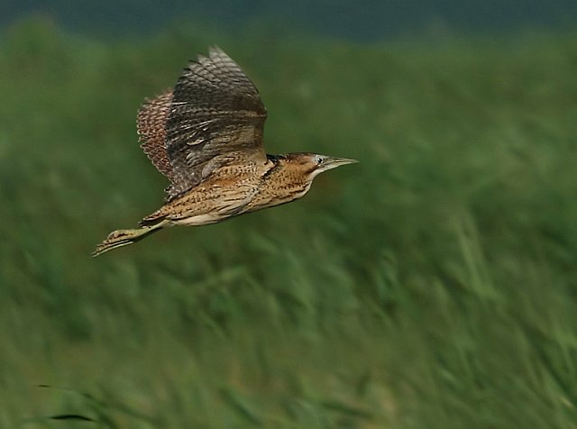 Rohrdommel &copy; Michael Manitz