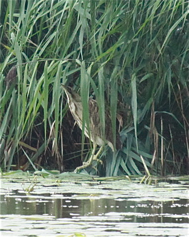 Rohrdommel &copy; Christian Haass