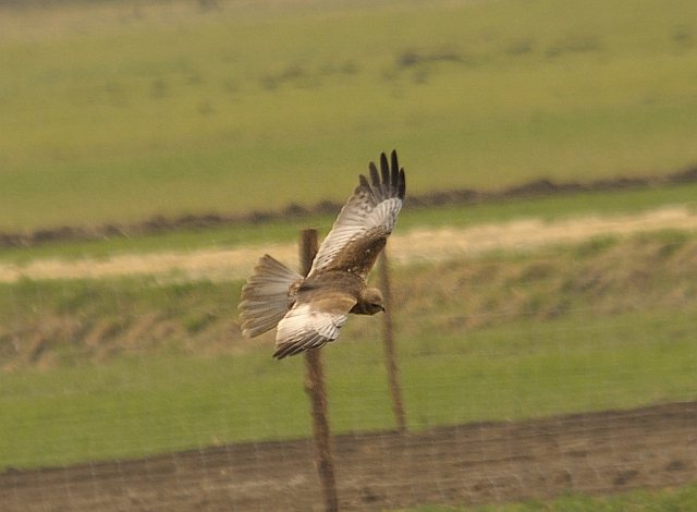 Rohrweihe &copy; Friedrich Renner