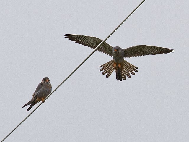Rotfußfalke &copy; Jörg Langenberg
