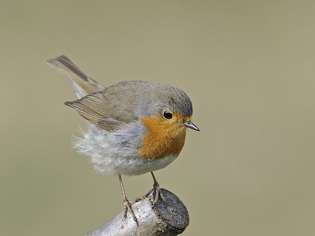 Rotkehlchen &copy; Willy Renner