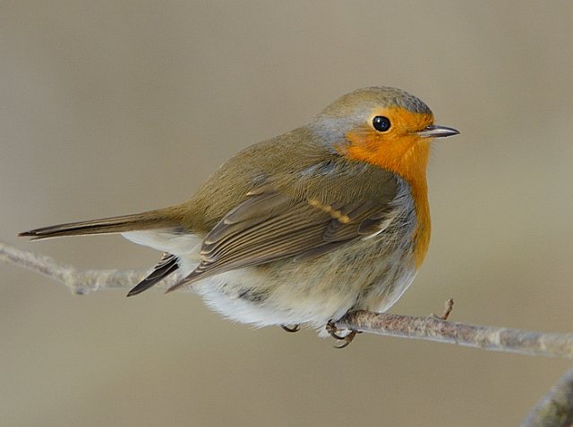 Rotkehlchen &copy; Johann Zimmermann