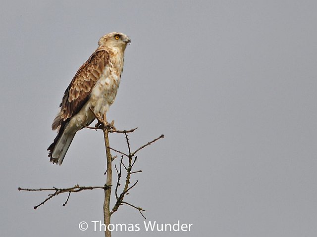 Schlangenadler &copy; Thomas Wunder