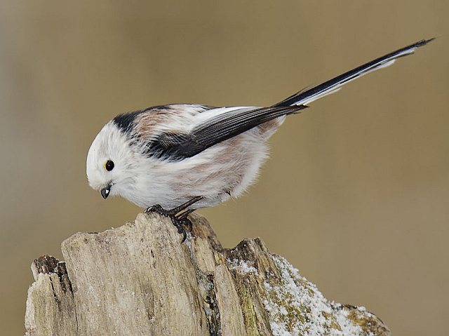 Schwanzmeise &copy; Johannes Sänze