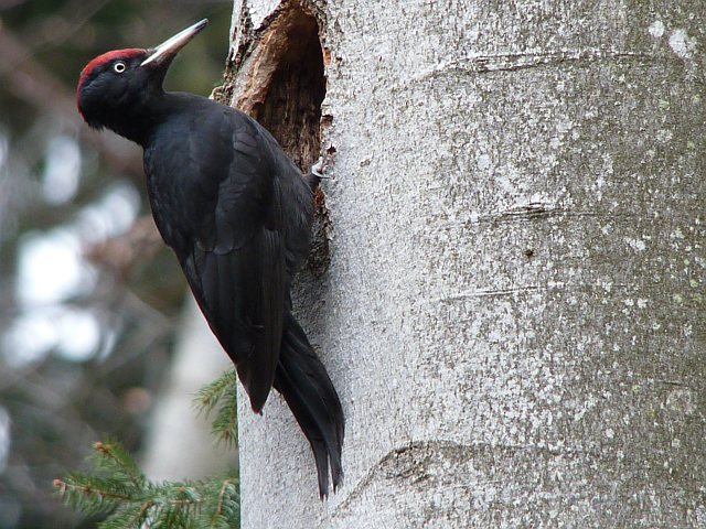 Schwarzspecht &copy; Knut Höltke