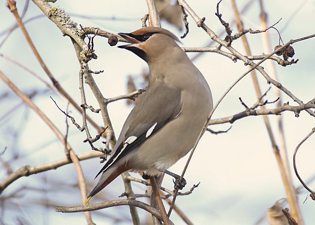 Seidenschwanz &copy; Christian Haass