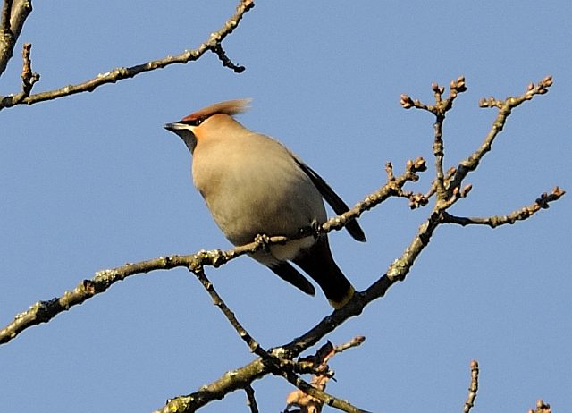 Seidenschwanz &copy; Willy Renner