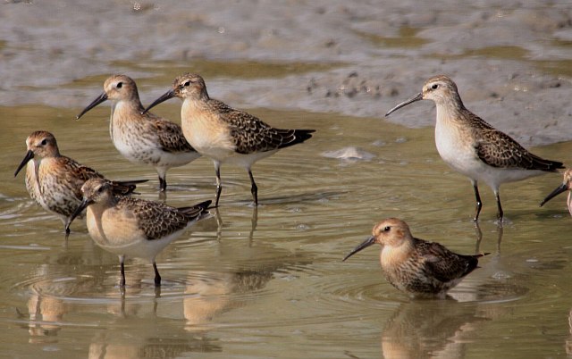 Sichelstrandläufer &copy; Winfried Erlwein