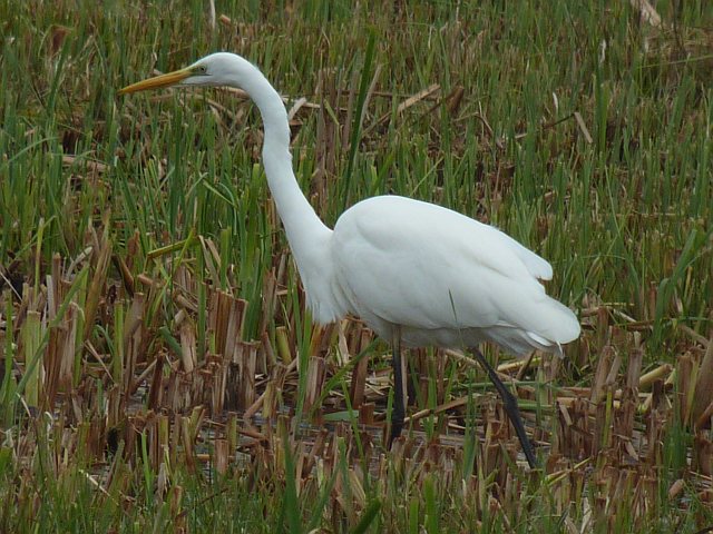 Silberreiher &copy; Knut Höltke