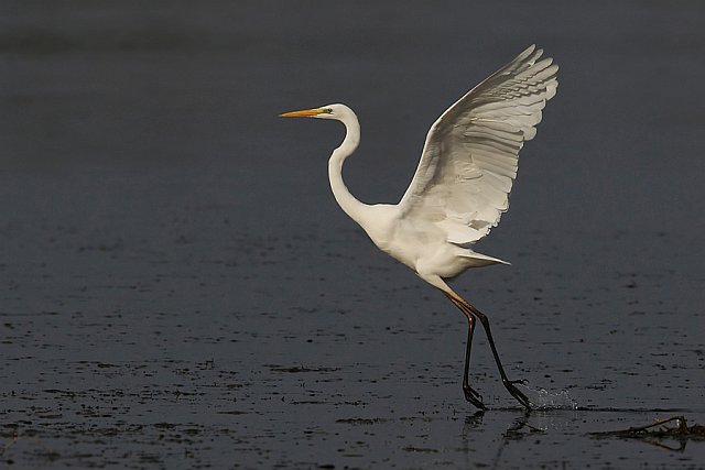 Silberreiher &copy; Michael Manitz