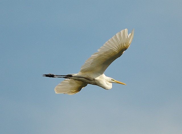 Silberreiher &copy; Erich Pöhmerer