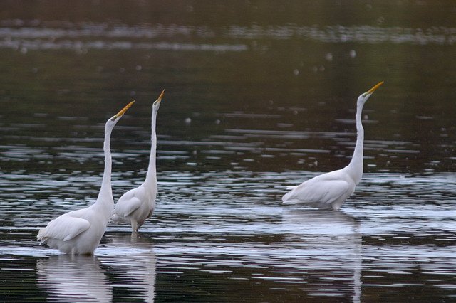 Silberreiher &copy; Johann Zimmermann
