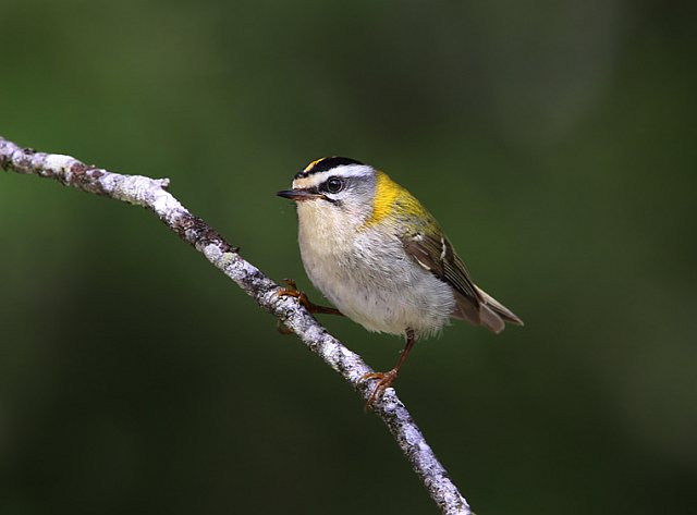 Sommergoldhähnchen &copy; Christoph Moning