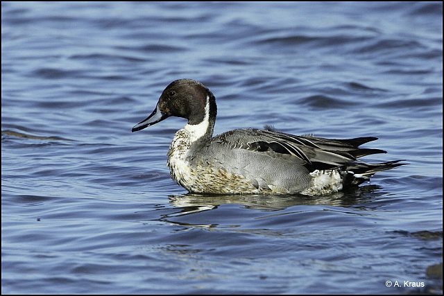 Spießente &copy; Alexander Kraus
