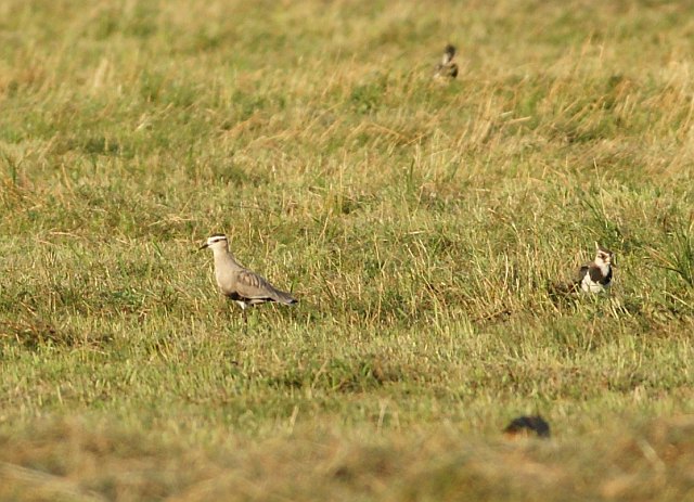 Steppenkiebitz &copy; Stefan Riedl