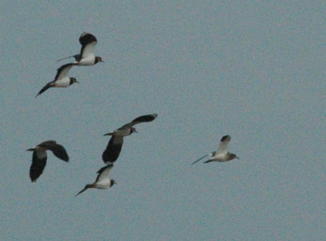 Steppenkiebitz &copy; Heiko Krätzel