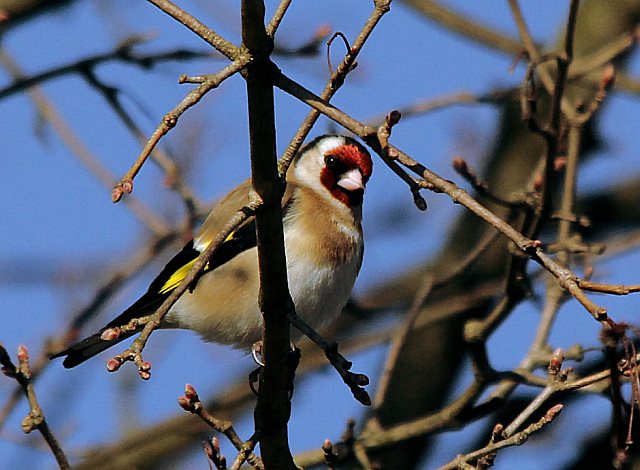 Stieglitz &copy; H.-Dieter Naundorf