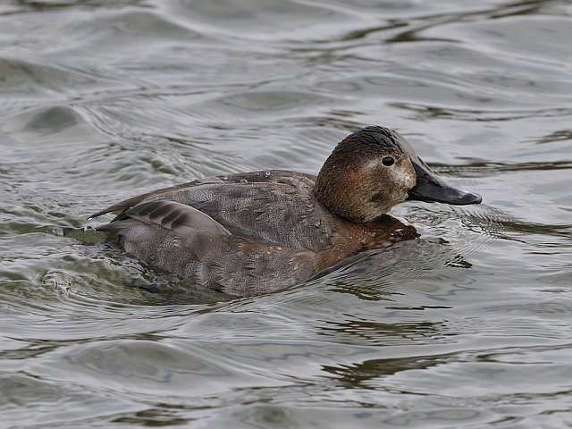 Tafelente &copy; Erich Pöhmerer